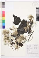 藏品(粗齒鐵線蓮)的圖片