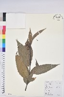 藏品(錐栗)的圖片