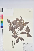 藏品(鹿角杜鵑、西施花、青紫木)的圖片