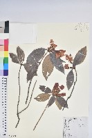 藏品(鹿角杜鵑、西施花、青紫木)的圖片