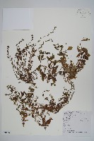 藏品(附地菜)的圖片