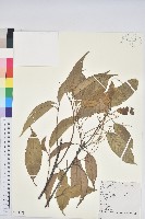 藏品(苦櫧栲)的圖片