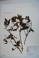 藏品(接骨木，木蒴藋)的圖片