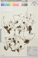 藏品(天葵)的圖片