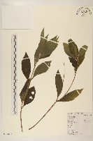 藏品(塊根向日葵)的圖片