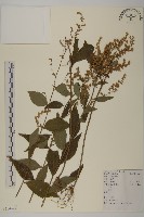 藏品(珍珠蒿、奇蒿)的圖片