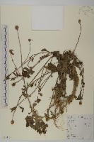 藏品(杓兒菜)的圖片