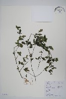 藏品(爵床、六角英)的圖片