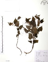 藏品(臭腥草、蕺菜)的圖片