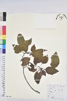 藏品(白臼)的圖片