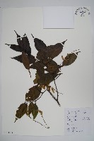 藏品(雷公鵝耳櫪)的圖片