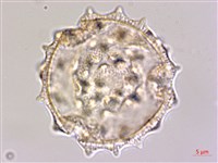 藏品(光果田麻)的圖片