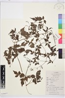 藏品()的圖片