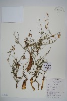 藏品(石沙參)的圖片