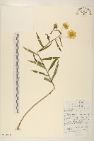 藏品(旋覆花)的圖片