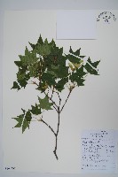 藏品(元寶楓, 地錦槭)的圖片