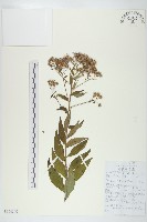 藏品(阿爾泰狗哇花)的圖片