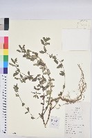 藏品(通奶草)的圖片