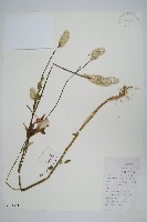 藏品(青葙)的圖片