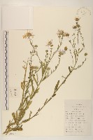 藏品(山馬蘭)的圖片