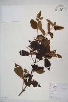 藏品(南方莢迷)的圖片