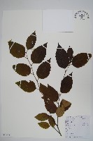 藏品(亮葉樺)的圖片