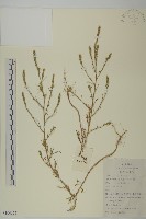 藏品(豬毛菜)的圖片