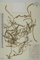 藏品(豬毛菜)的圖片