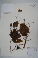 藏品(秋海棠)的圖片