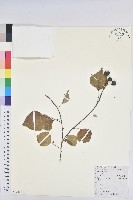 藏品(烏臼)的圖片