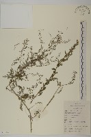 藏品(僧蒿)的圖片