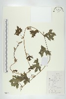 藏品(括樓)的圖片