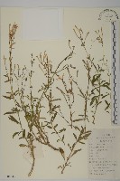 藏品(蠅子草)的圖片