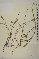 藏品(狹葉珍珠菜)的圖片
