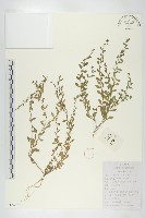 藏品(廣東葶藶)的圖片