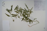 藏品(雀瓢)的圖片