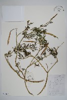 藏品(角蒿)的圖片