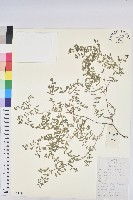 藏品(地錦)的圖片