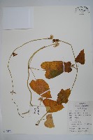 藏品(蘿藦)的圖片