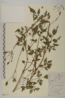 藏品(鬼針)的圖片