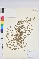 藏品(地錦)的圖片