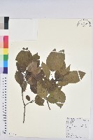 藏品(白臼)的圖片