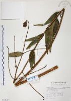 藏品(豔紅百合、豔紅鹿子百合)的圖片