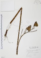 藏品(豔紅百合、豔紅鹿子百合)的圖片