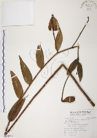 藏品(豔紅百合、豔紅鹿子百合)的圖片