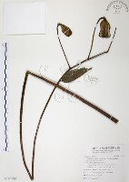 藏品(豔紅百合、豔紅鹿子百合)的圖片