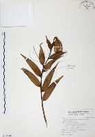 藏品(豔紅百合、豔紅鹿子百合)的圖片