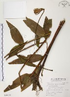 藏品(豔紅百合、豔紅鹿子百合)的圖片