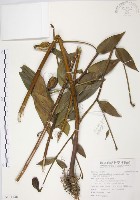 藏品(豔紅百合、豔紅鹿子百合)的圖片