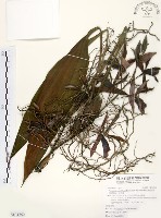 藏品(紅鶴頂蘭、紅鶴蘭、鶴頂蘭)的圖片